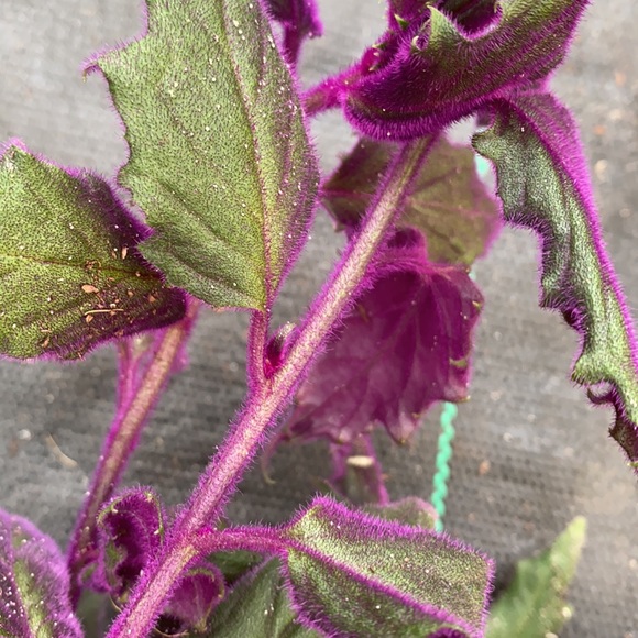 PURPLE HAZE🪴 - Picture 4 of 5